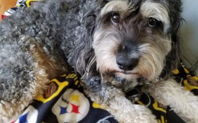 A Story About Pet Loss