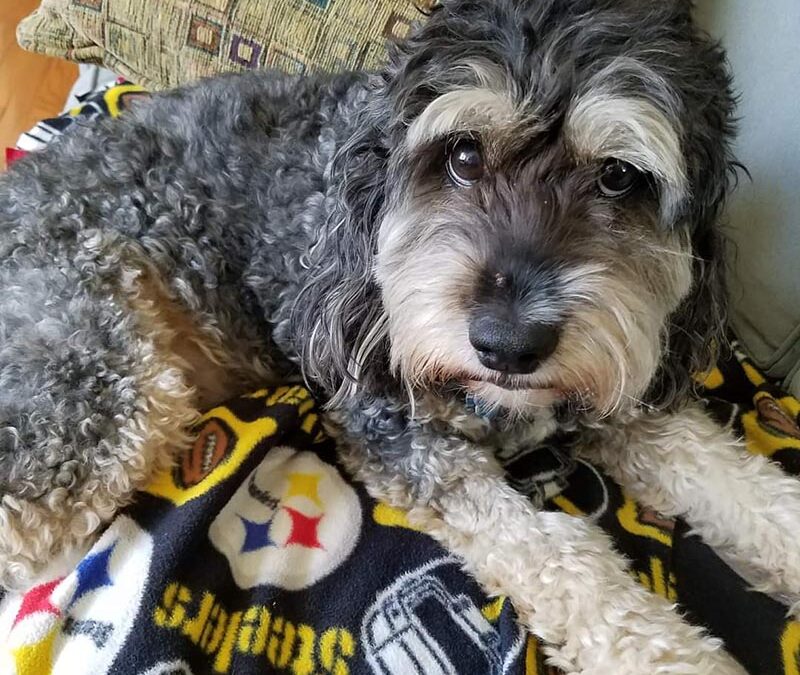 A Story About Pet Loss